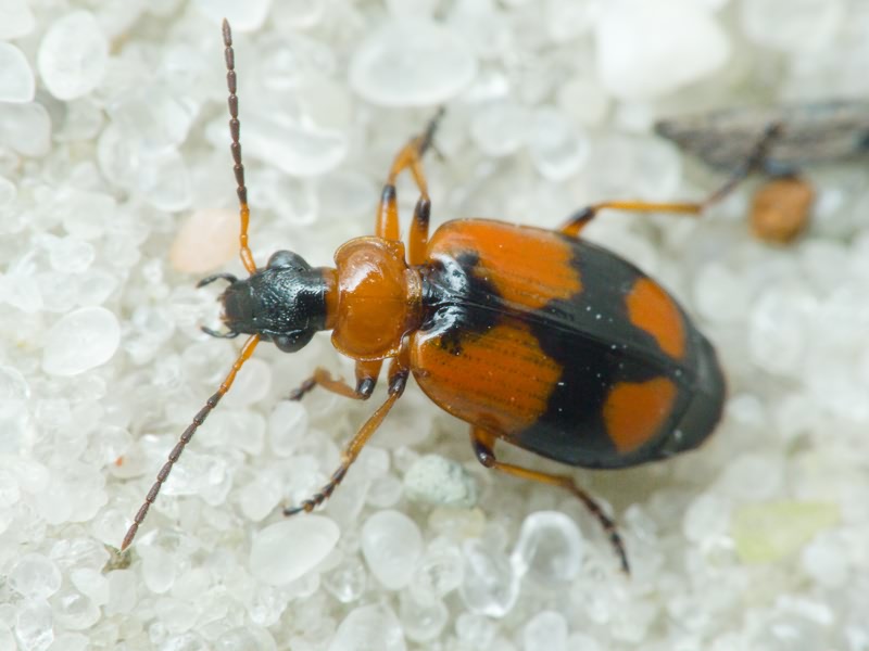 Lebia cruxminor (Linne, 1758)
